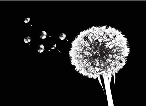 蒲公英的花图片下载