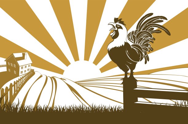 农场的鸡在黎明啼叫图片下载