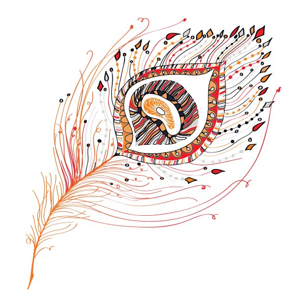 白色背景的孔雀羽毛图片下载