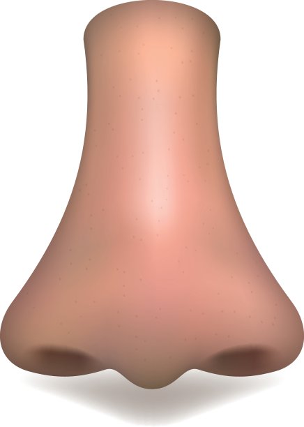 真实的矢量鼻子在白色的背景图片下载