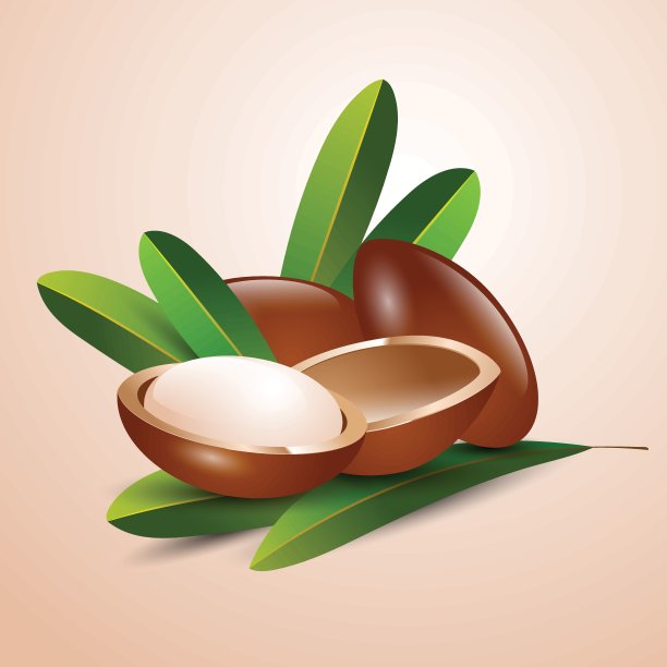 矢量图摩洛哥坚果树枝图片下载