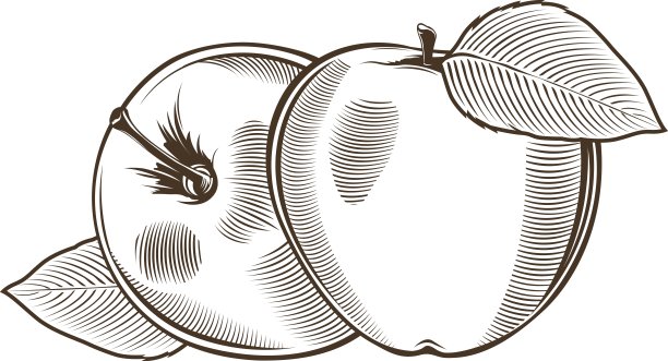 复古的苹果。线条艺术矢量图图片下载