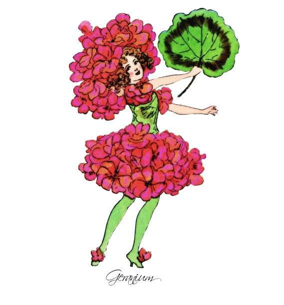 孩子花老鹳草图片下载