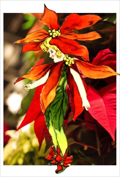 一品红图片下载