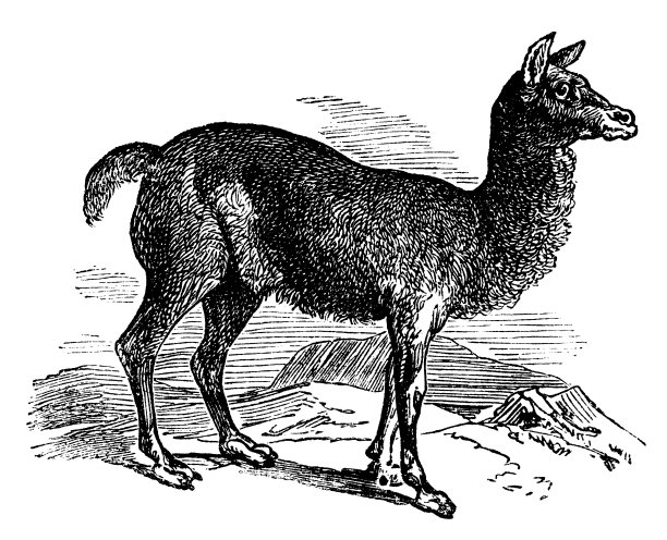 羊驼或Vicugna pacos复古雕刻。图片下载
