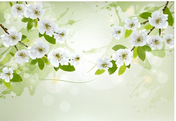 大自然的背景是白色的开花的树枝。向量。图片下载