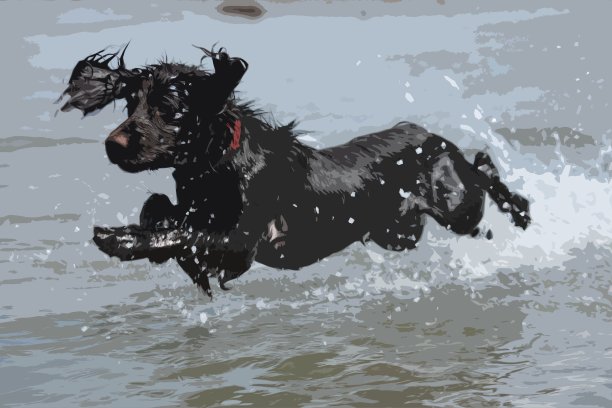 一只潮湿的年轻棕色工作型可卡犬小狗跃入图片下载