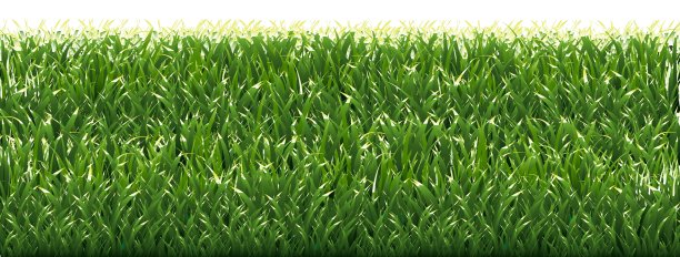 绿草白背景图片下载