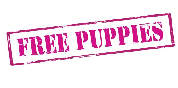 免费的小狗图片下载