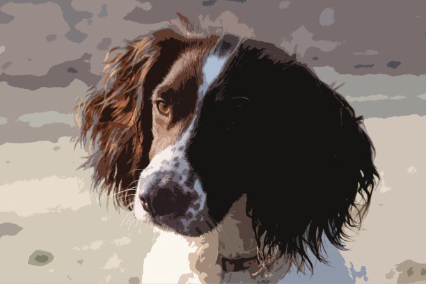 特写的工作类型英国施普林格西班牙猎犬宠物狗图片下载