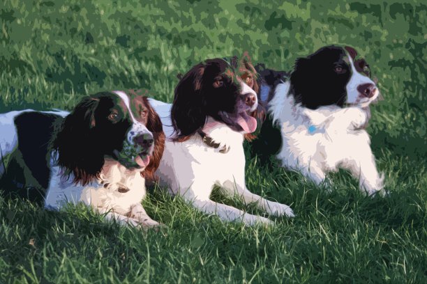 三只非常可爱的肝脏和白色的宠物狗图片下载