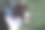 英俊的施普林格牧羊犬杂交宠物狗图片下载