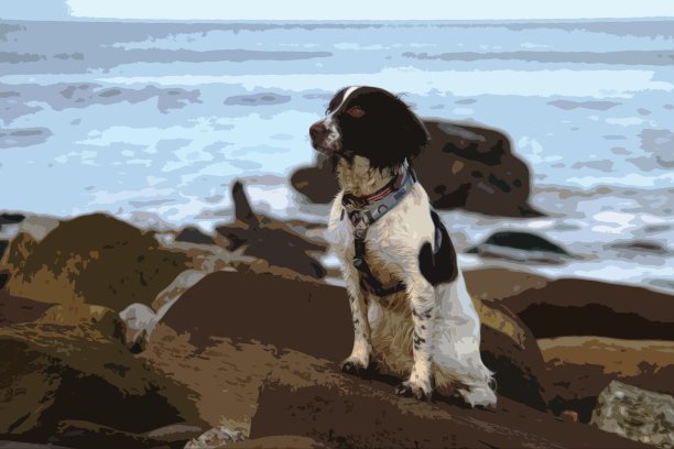 可爱的工作型英国施普林格西班牙猎犬宠物狗在岩石上图片下载
