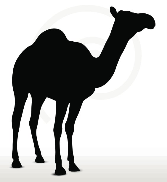 驼峰默认姿势图片下载