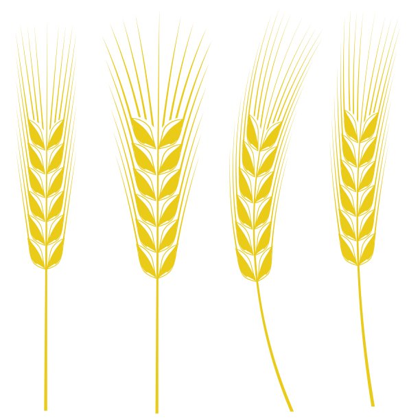 耳朵的白色。图片下载