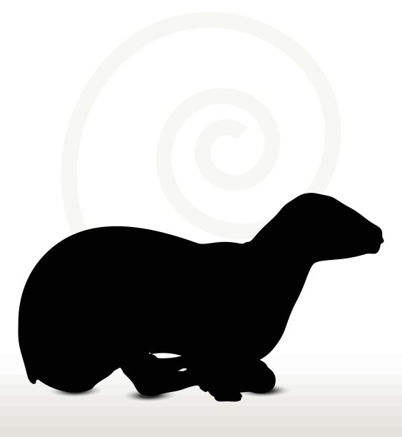 绵羊侧影，摆姿势图片下载