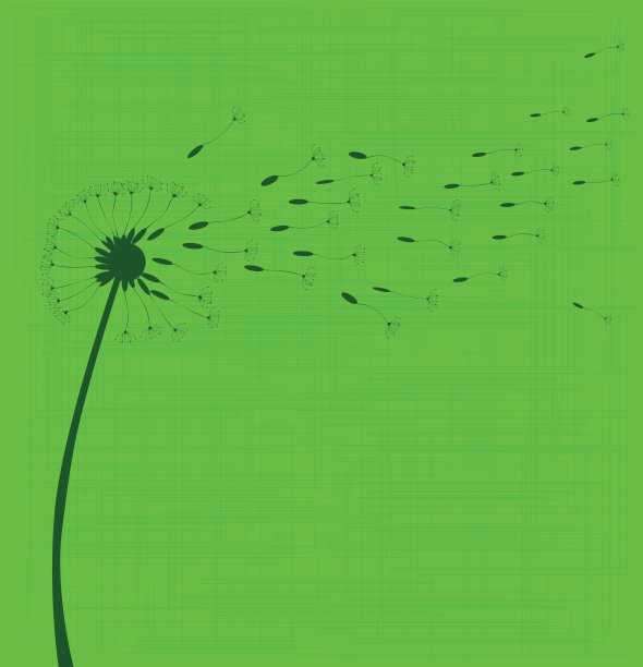 蒲公英的种子图片下载