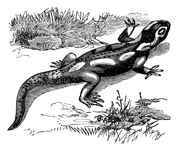 斑点蝾螈或斑纹钝口螈复古雕刻图片下载