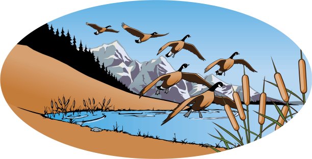 加拿大鹅图片下载