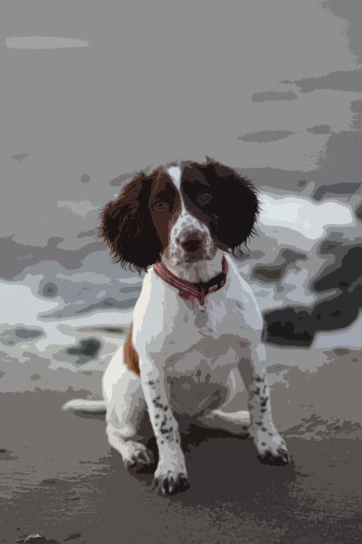 可爱的工作型英国施普林格猎犬宠物猎犬在一个沙地上图片下载