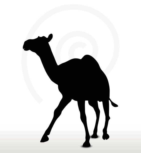 骆驼在小跑姿势图片下载