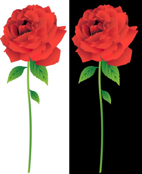 手绘玫瑰图片下载