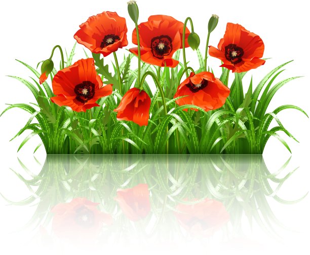 草丛中的红色罂粟。、矢量图片下载