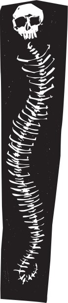 蛇的脊柱图片下载