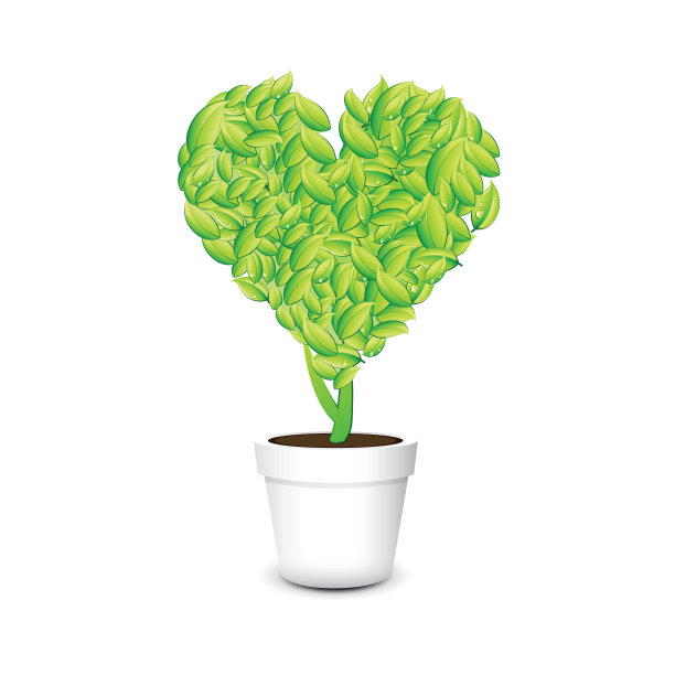 一盆心形植物孤立白色背景图片下载