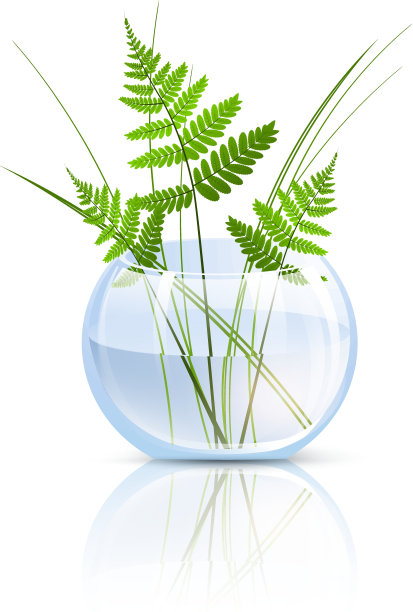 蕨类植物在花瓶图片下载