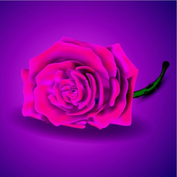 紫色背景上的粉色玫瑰情人节图片下载
