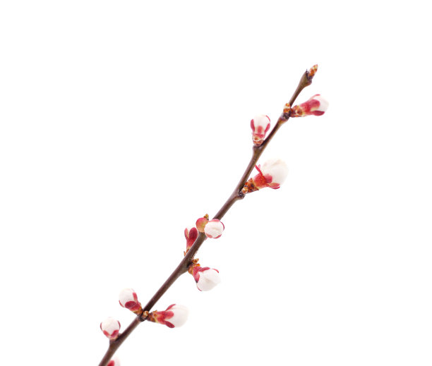 美丽的杏花。图片下载