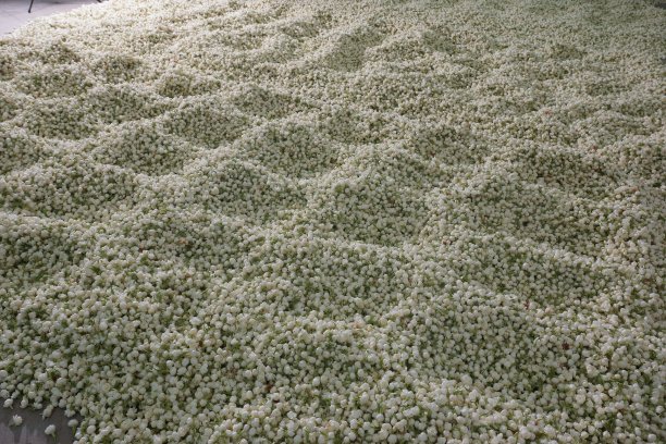 将茶叶和茉莉花芽混合图片下载