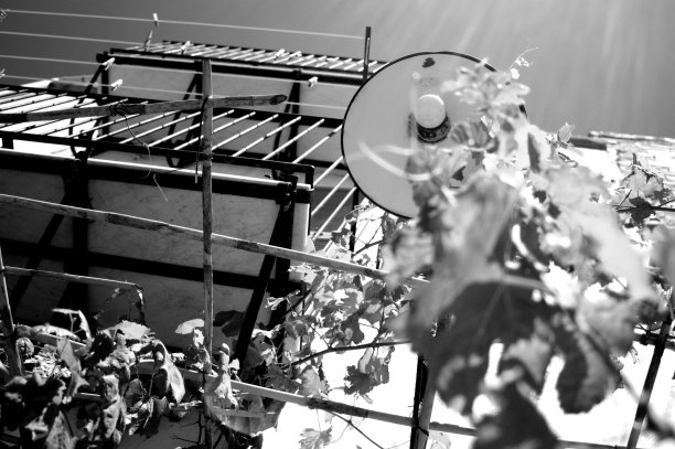 一串串葡萄挂在植物上图片下载