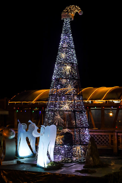 美丽的圣诞树在寒冷的冬天。图片下载