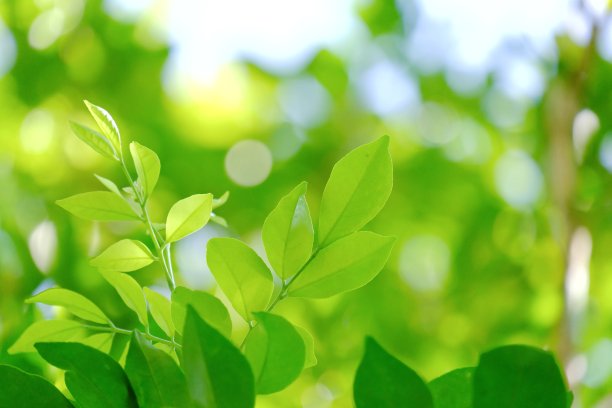 热带树木的叶子和树枝生长在花园里图片下载