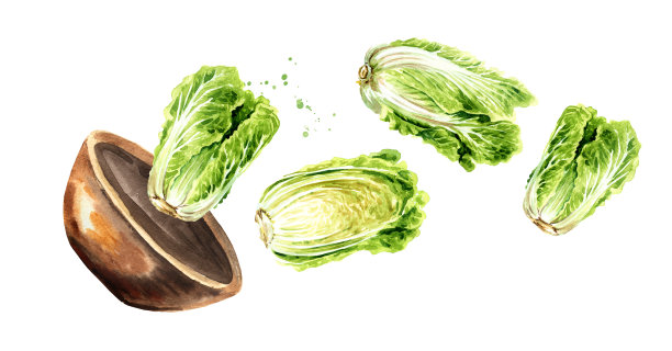 一碗新鲜的大白菜。手绘水彩插图孤立的白色背景图片下载