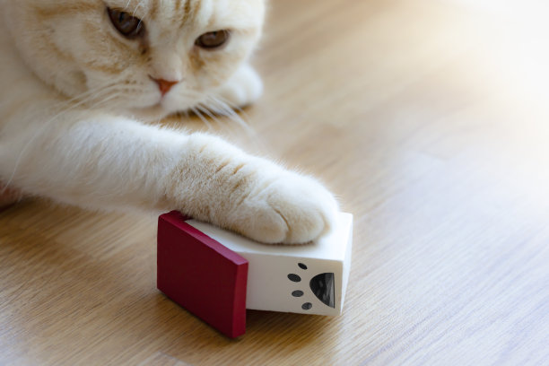 呆在家里，宝贝猫爪放在木头上图片下载