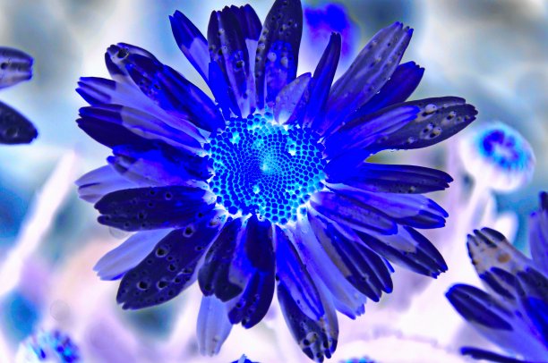 摘要-多年生花-为设计师作墙纸或背景。巴伐利亚,德国。图片下载