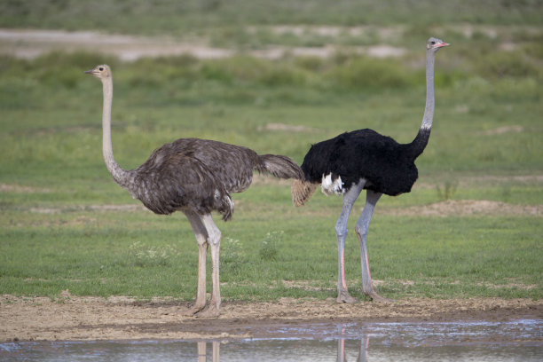 鸵鸟。图片下载