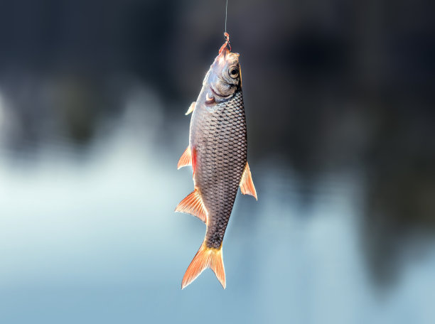 钩状红翅鲷悬在湖面上。图片下载