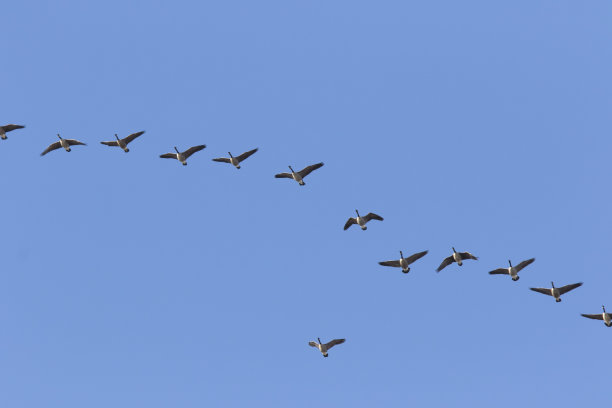 黑额黑雁图片下载