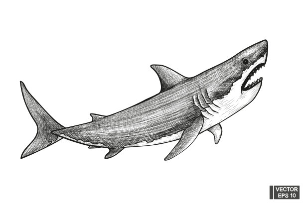 鲨鱼素描插图复古雕刻风格。图片下载