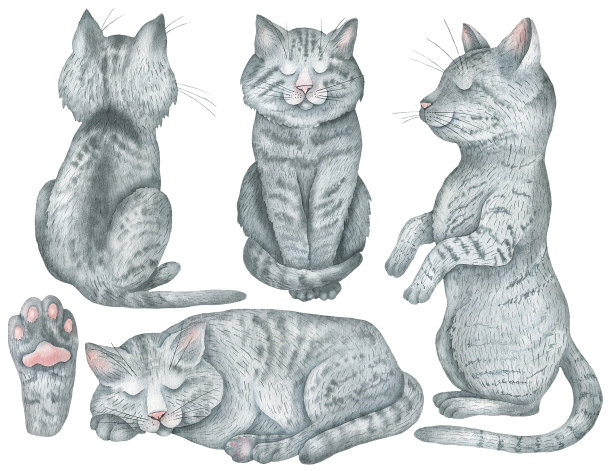一套灰猫。jpg图片下载
