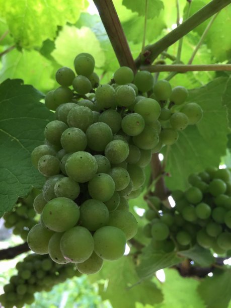 小道消息图片下载