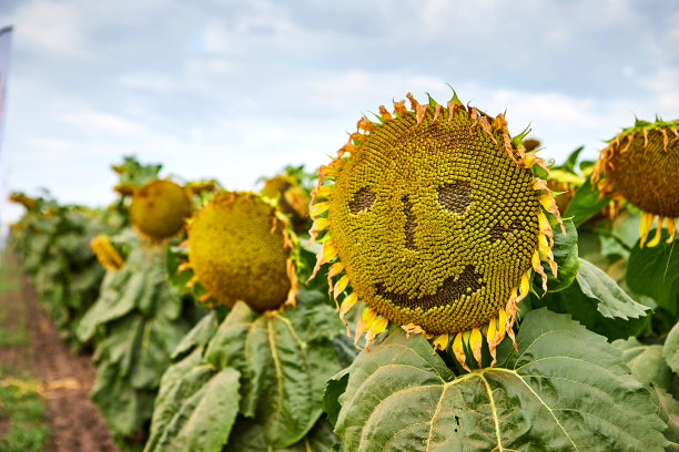 近距离的盛开的黄色向日葵与微笑的脸在背景日落作为收获的概念图片下载