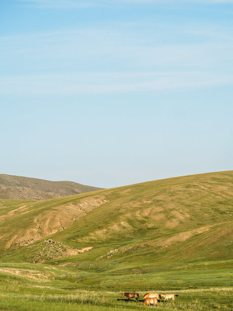 塔希马或普氏野马图片下载