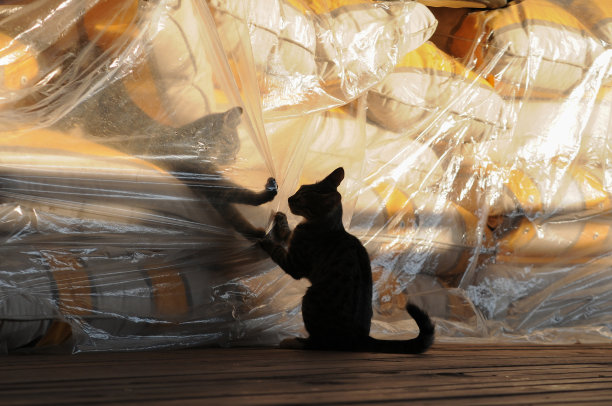 两个玩猫的剪影图片下载