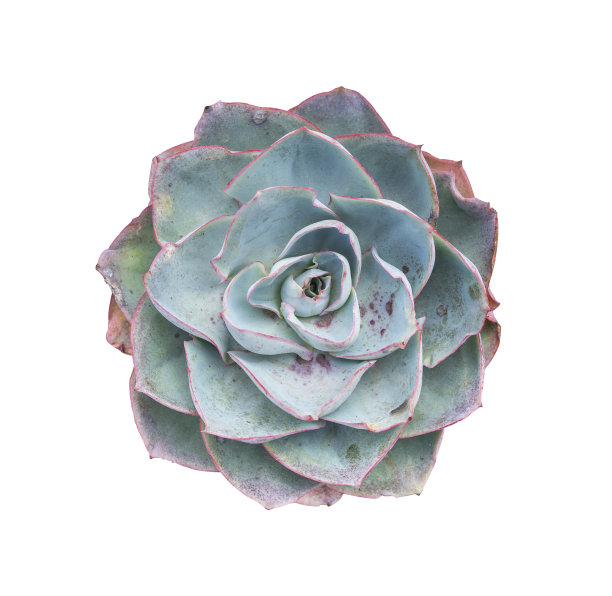 小型肉质植物孤立图片下载