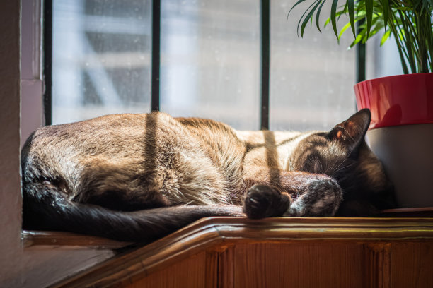 暹罗猫在阳光下睡觉图片下载